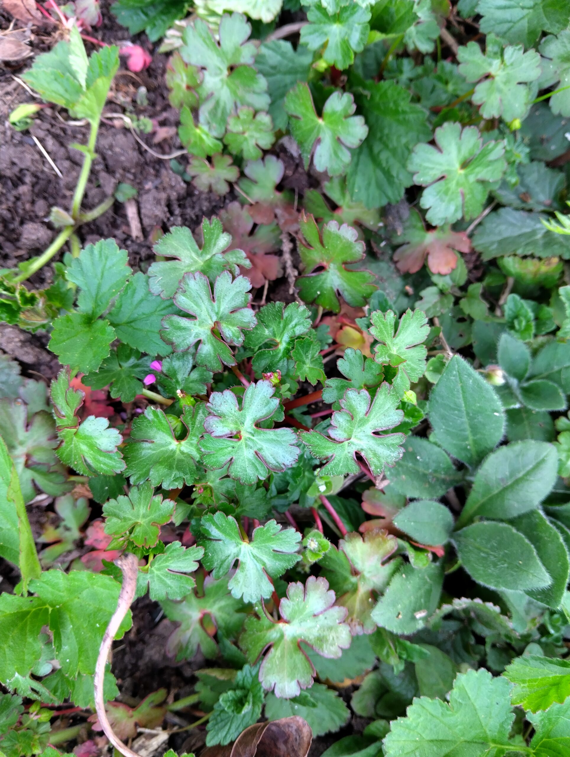 Geranium lucidum in the preschool bed