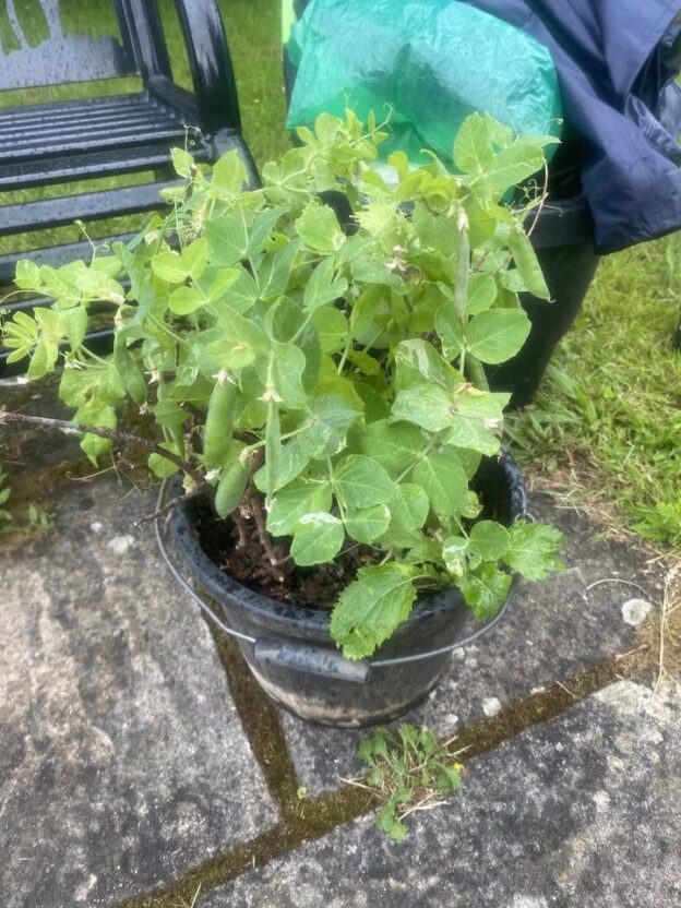 Peas growing in a bucket